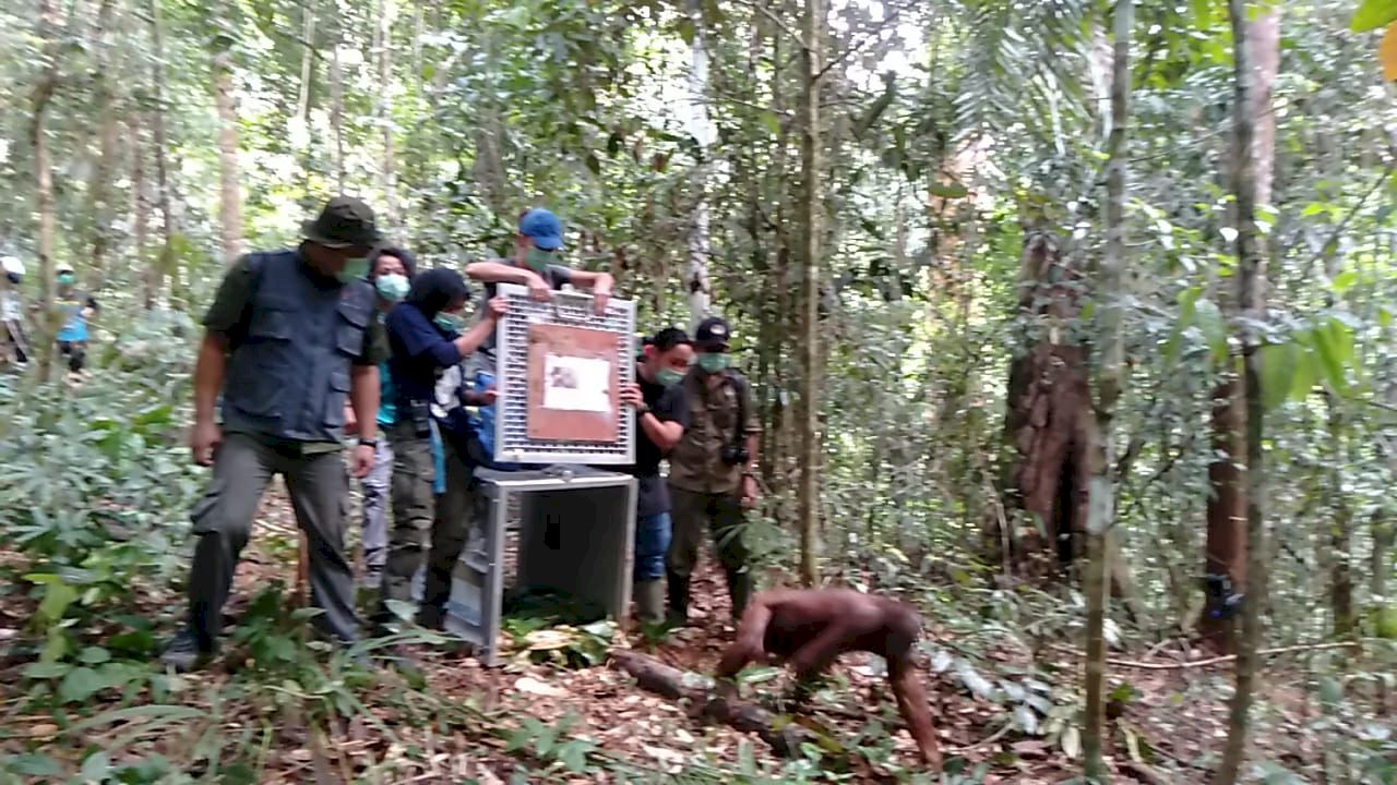 Orangutan saat dilepasliarkan di Taman Nasional BBBR Kalbar