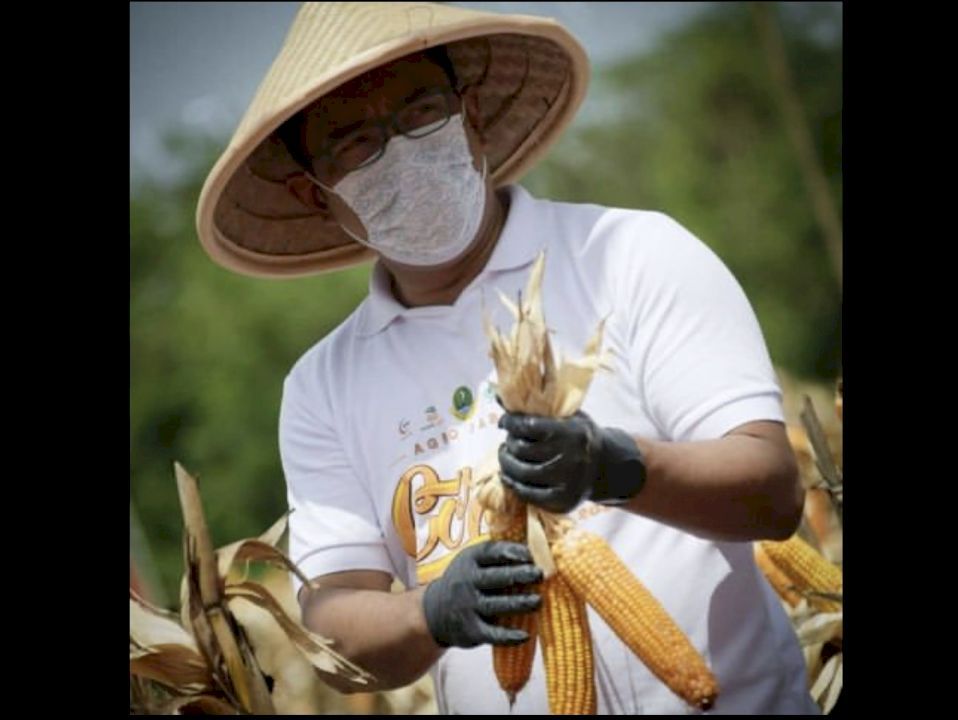 GUBERNUR Jabar Ridwan Kamil saat panen jagung di Wanaraja Garut yang sekaligus meluncurkan program 5.000 Petani Milenai Juara, beberapa waktu yang lalu.