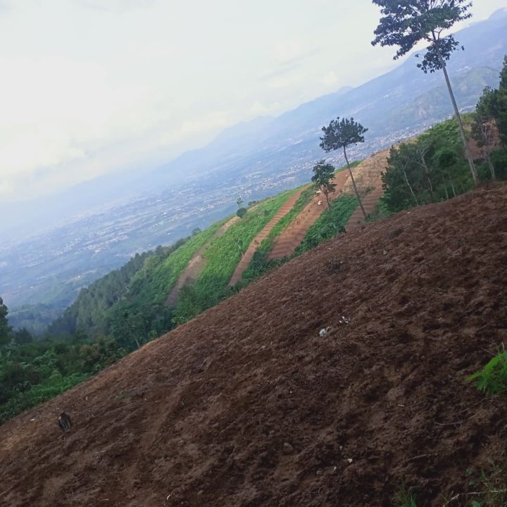 Kawasan Hutan Lindung yang menjadi gundul di Kec. Pacet Kab Bandung.